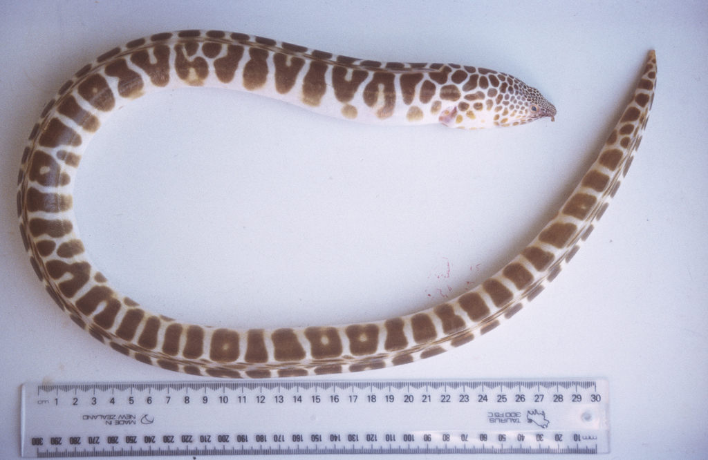 Vlek-slangaal (Quassiremus polyclitellum) — Ophichthidae