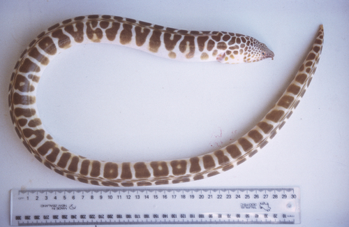 Spotted snake eel (Quassiremus polyclitellum) — Ophichthidae