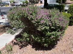 Leucophyllum frutescens
