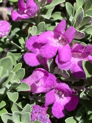 Leucophyllum frutescens