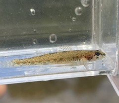 Beaded Darter photo 2