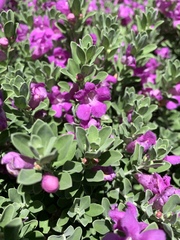 Leucophyllum frutescens