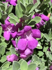 Leucophyllum frutescens