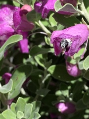 Anthophila