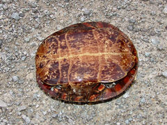Chrysemys dorsalis