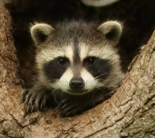 Common Raccoon photographed in Illinois