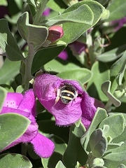 Anthophila