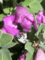 Anthophila