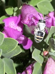 Anthophila