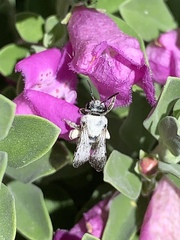 Anthophila