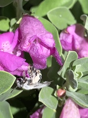 Anthophila