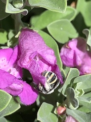 Anthophila