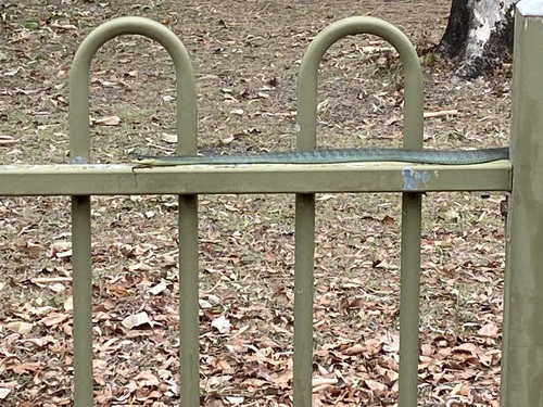 Common Tree Snake sighting