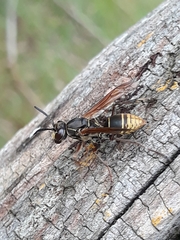 Polistes cinerascens