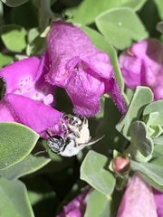 Anthophila