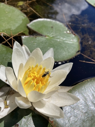 Lotus Sweat Bee