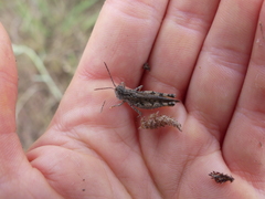 Psoloessa delicatula