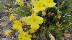 Oenothera lavandulifolia