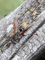 Polistes cinerascens