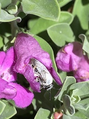 Anthophila