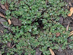 Euphorbia serpens