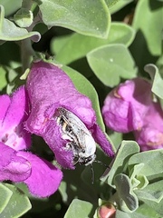 Anthophila
