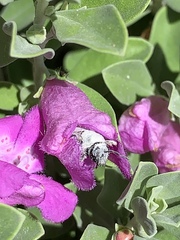 Anthophila