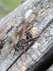 Polistes cinerascens