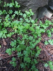 Nemophila parviflora