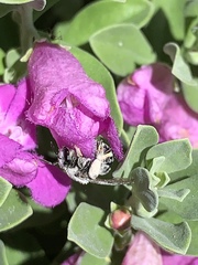 Anthophila