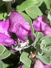 Anthophila