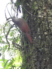 Lepidocolaptes affinis