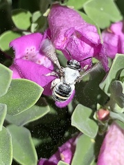 Anthophila