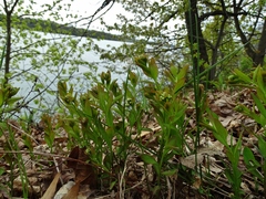 Comandra umbellata umbellata