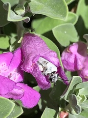 Anthophila