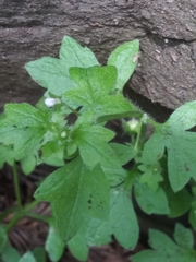 Nemophila parviflora