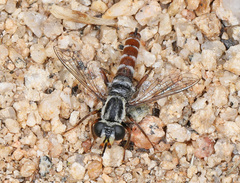 Pseudonomoneura micheneri