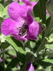 Anthophila