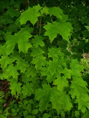 Acer saccharum