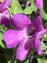 Anthophila