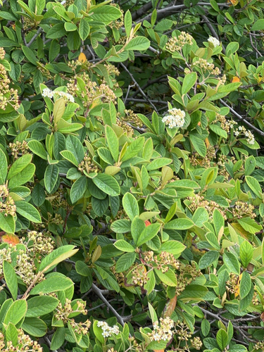 iNaturalist observation photo of Late cotoneaster