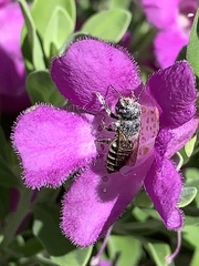 Anthophila