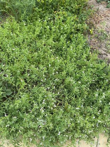 iNaturalist observation photo of alkali heliotrope