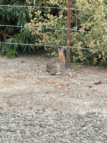 iNaturalist observation photo of Desert Cottontail