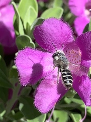 Anthophila