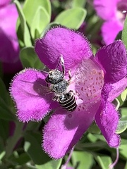 Anthophila