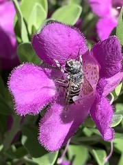 Anthophila