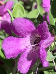 Anthophila