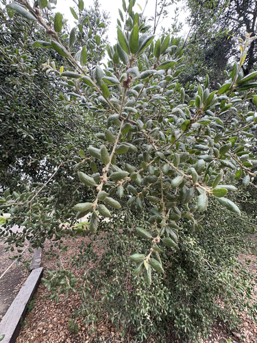 iNaturalist observation photo of coast live oak