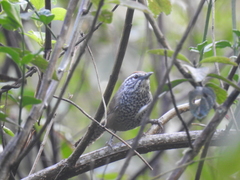 Pheugopedius maculipectus